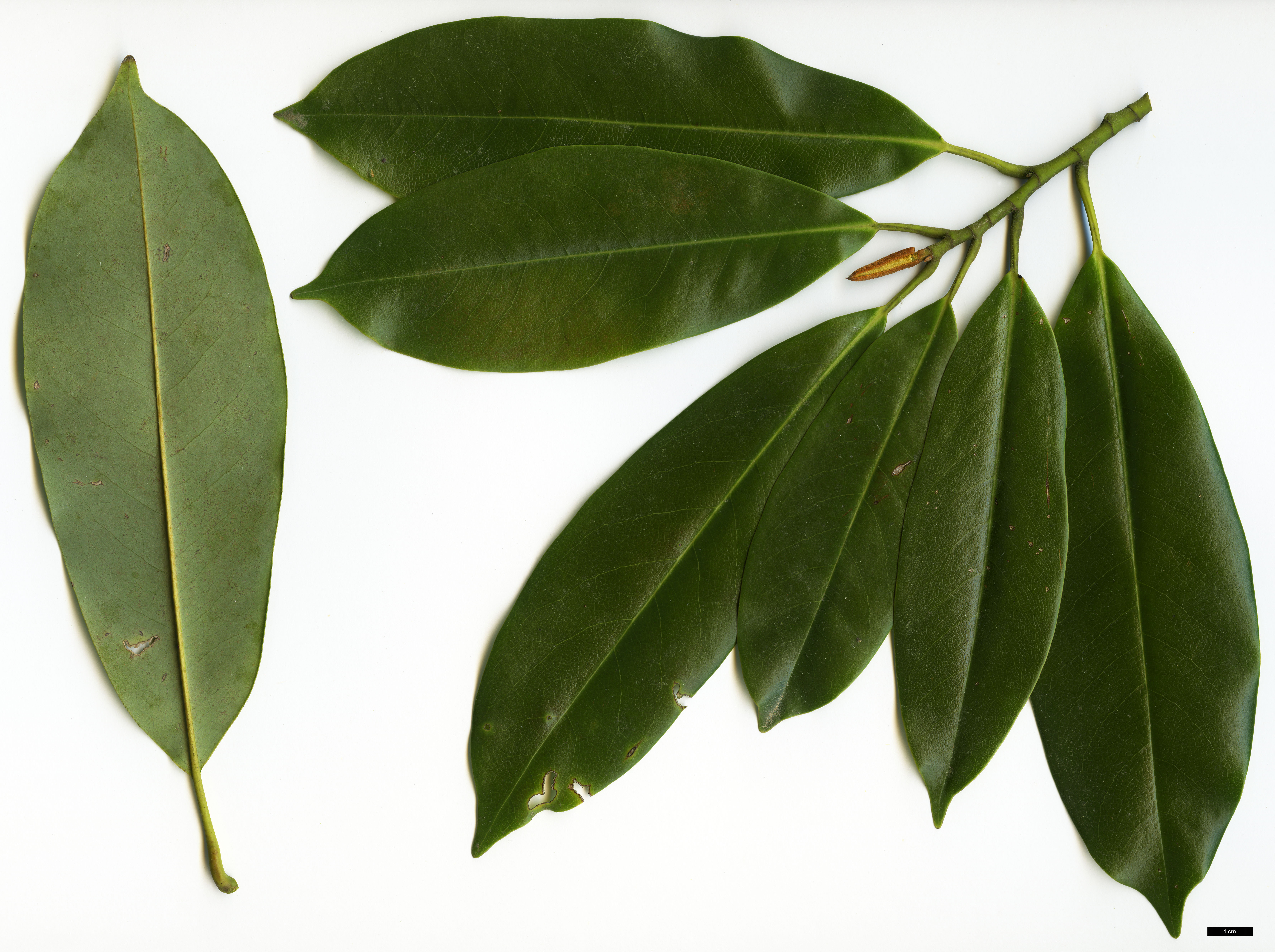 High resolution image: Family: Magnoliaceae - Genus: Magnolia - Taxon: cavaleriei - SpeciesSub: var. platypetala